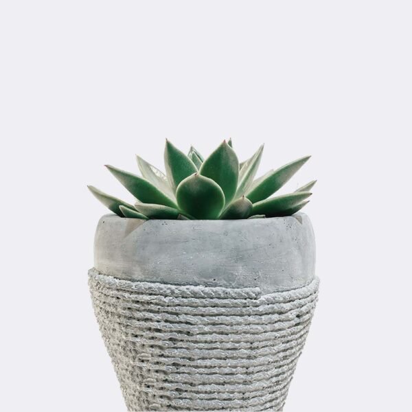 plant5-free-img Raffle Product 1