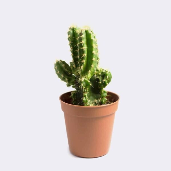 cactus1-free-img Waffle Product 2